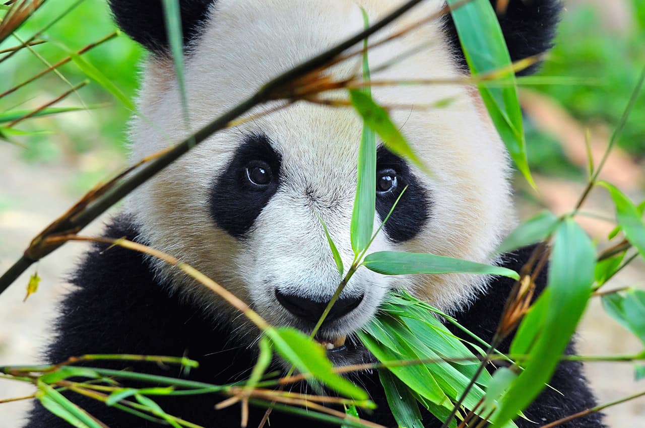 Panda china
