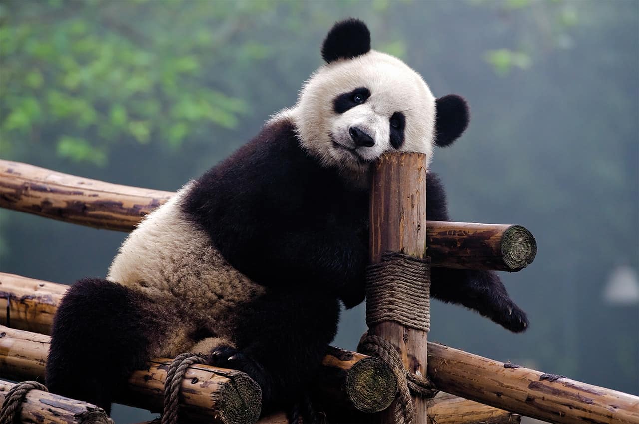 Panda posando