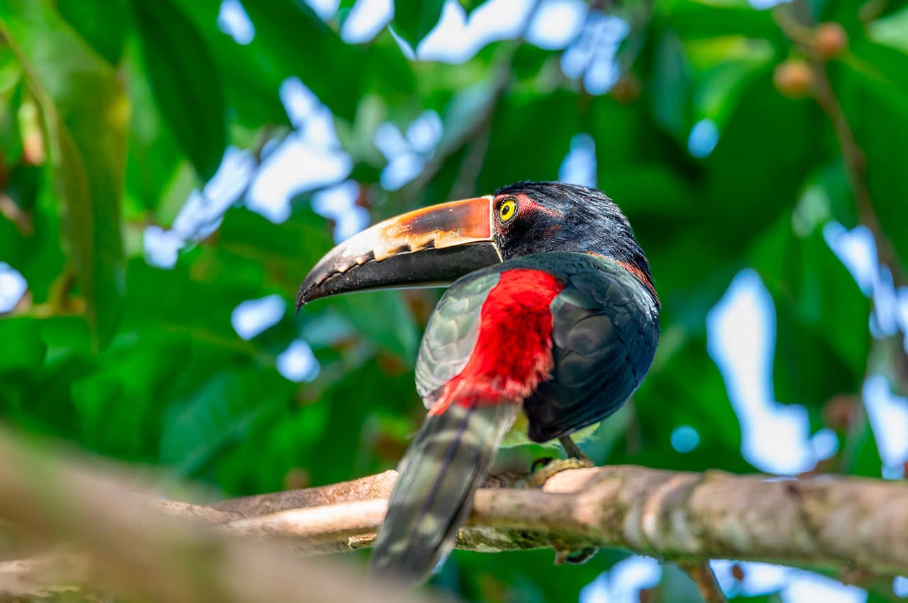 Costa rica aracari
