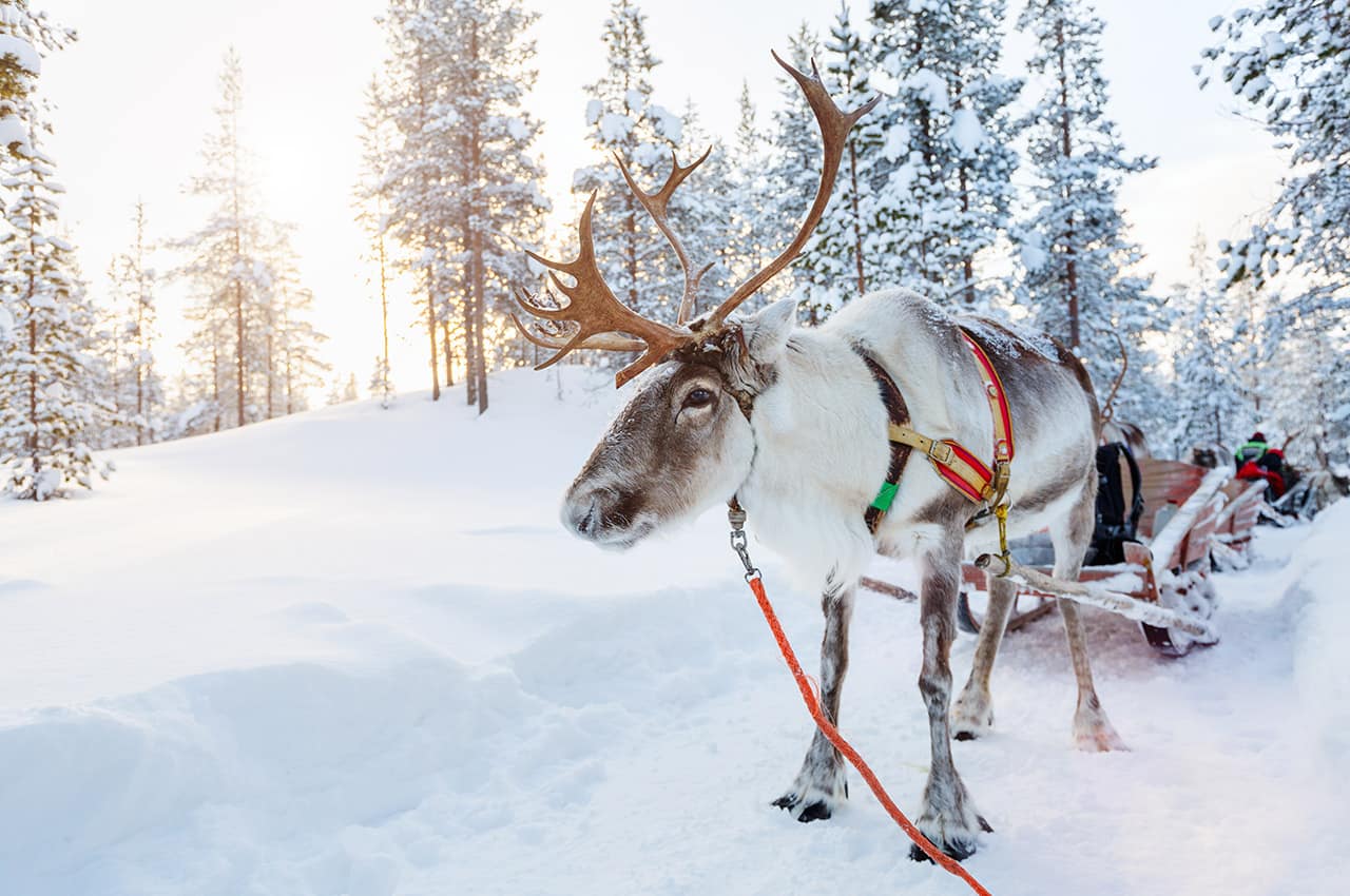 Trenó de renas - Lapônia, Finlândia.