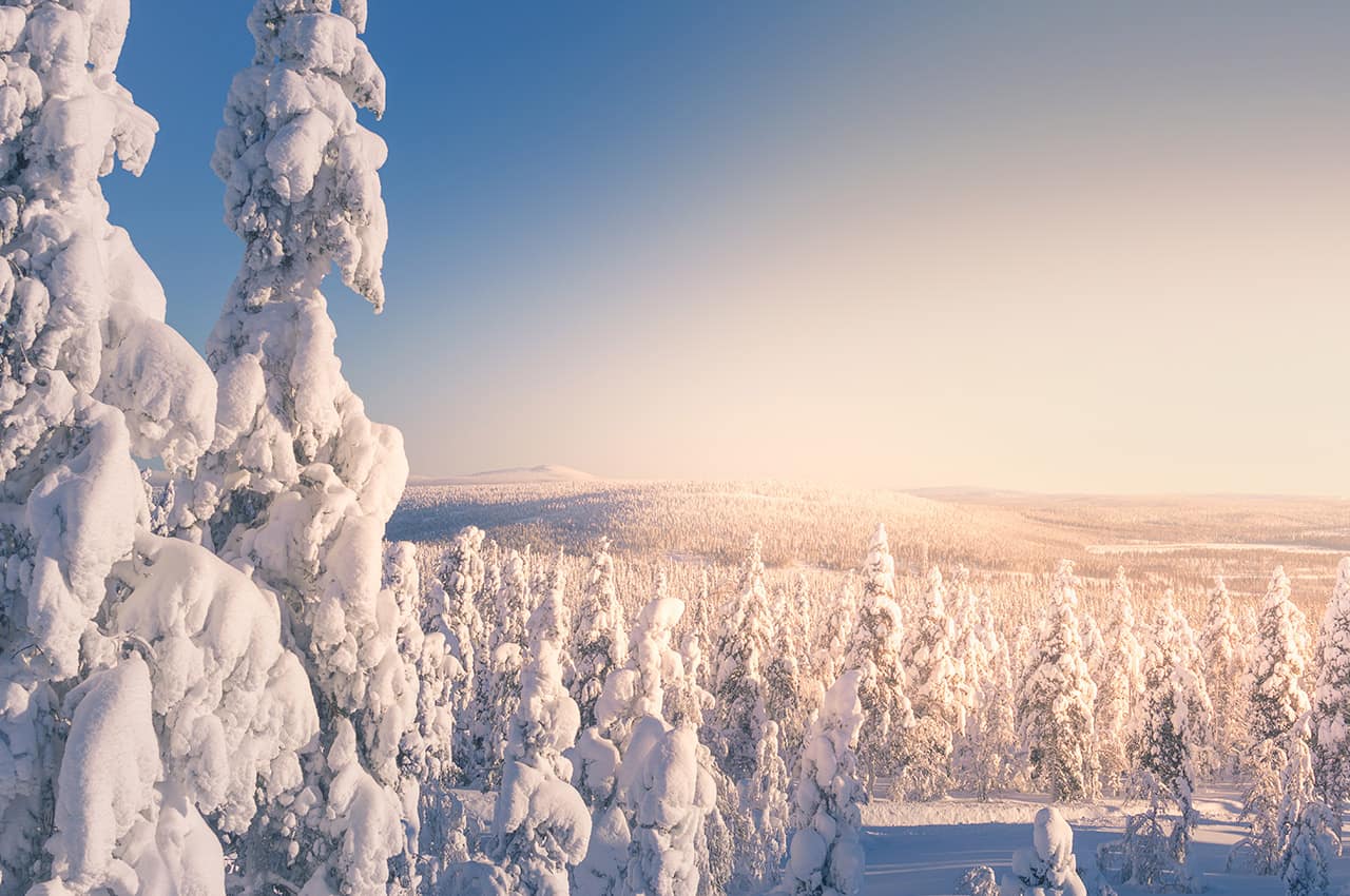 Visit finland levi arvores cobertas neve visit levi