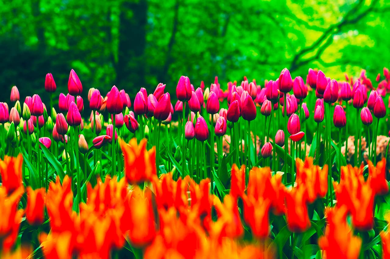 Amsterdam tulipas