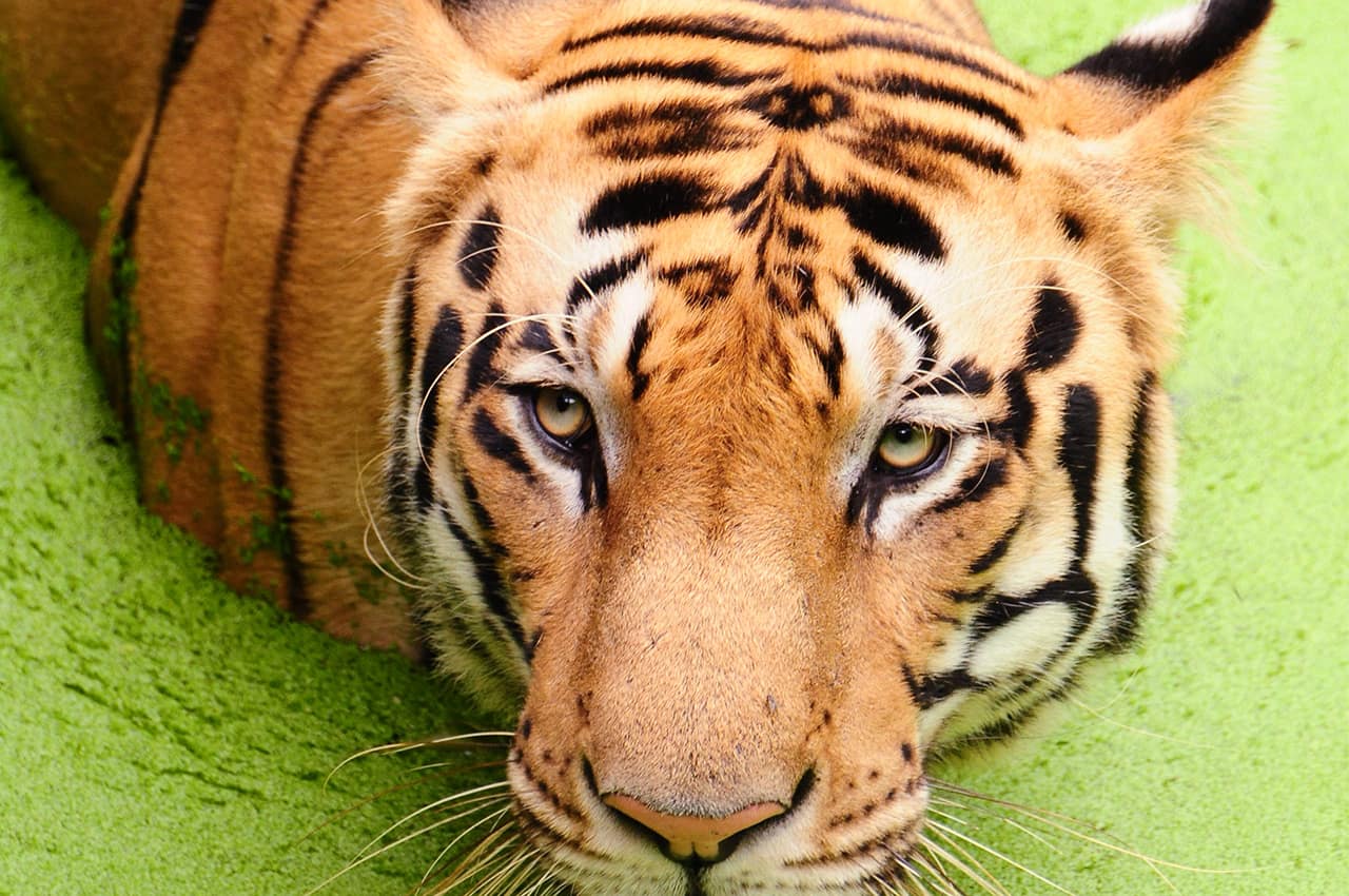 Pacote Índia: Tigre de Bengala, Reserva de Animais, Parque Nacional