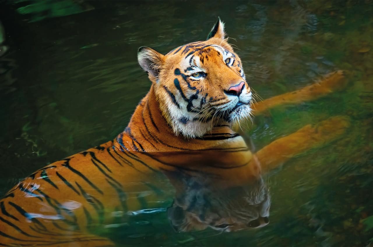 Tigre india