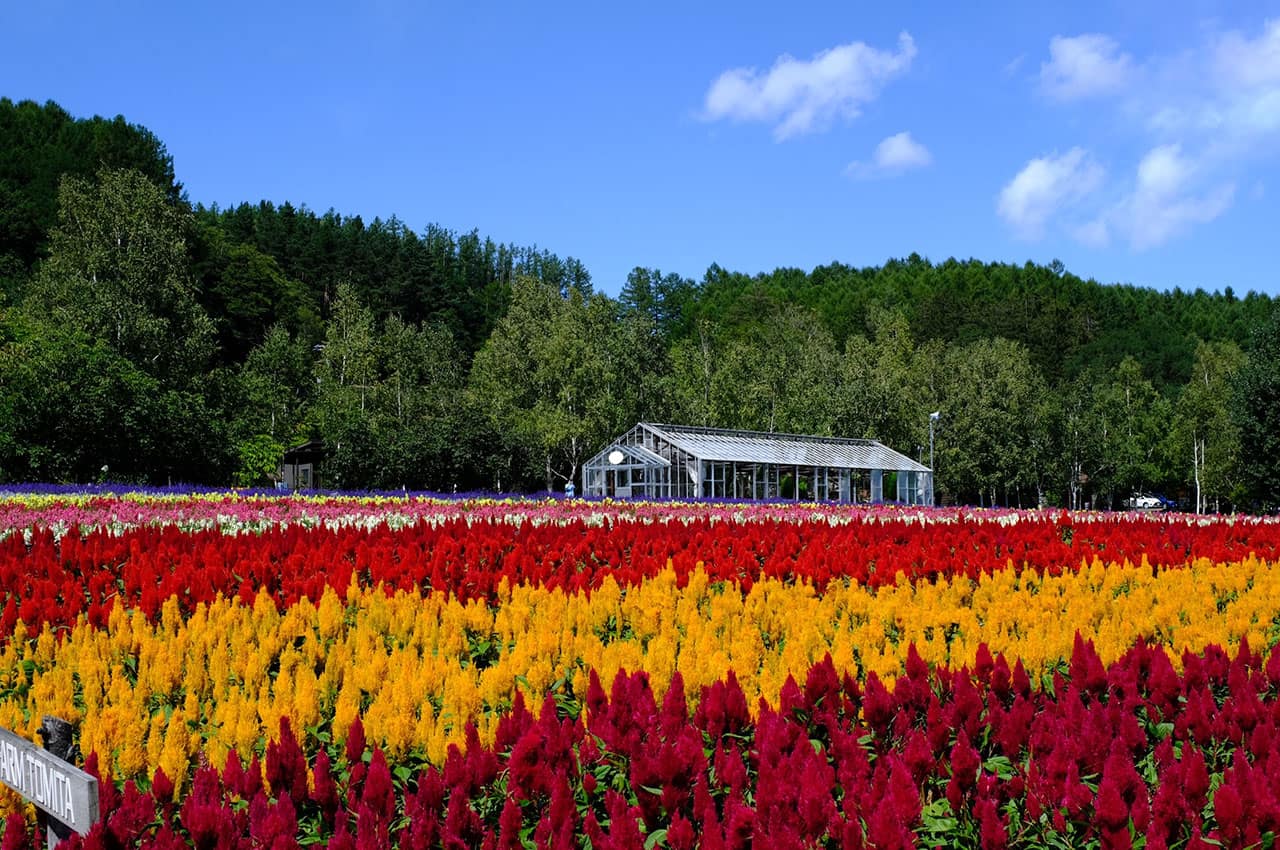 Furano japao hokkaido travel navi campo flores coloridas casa