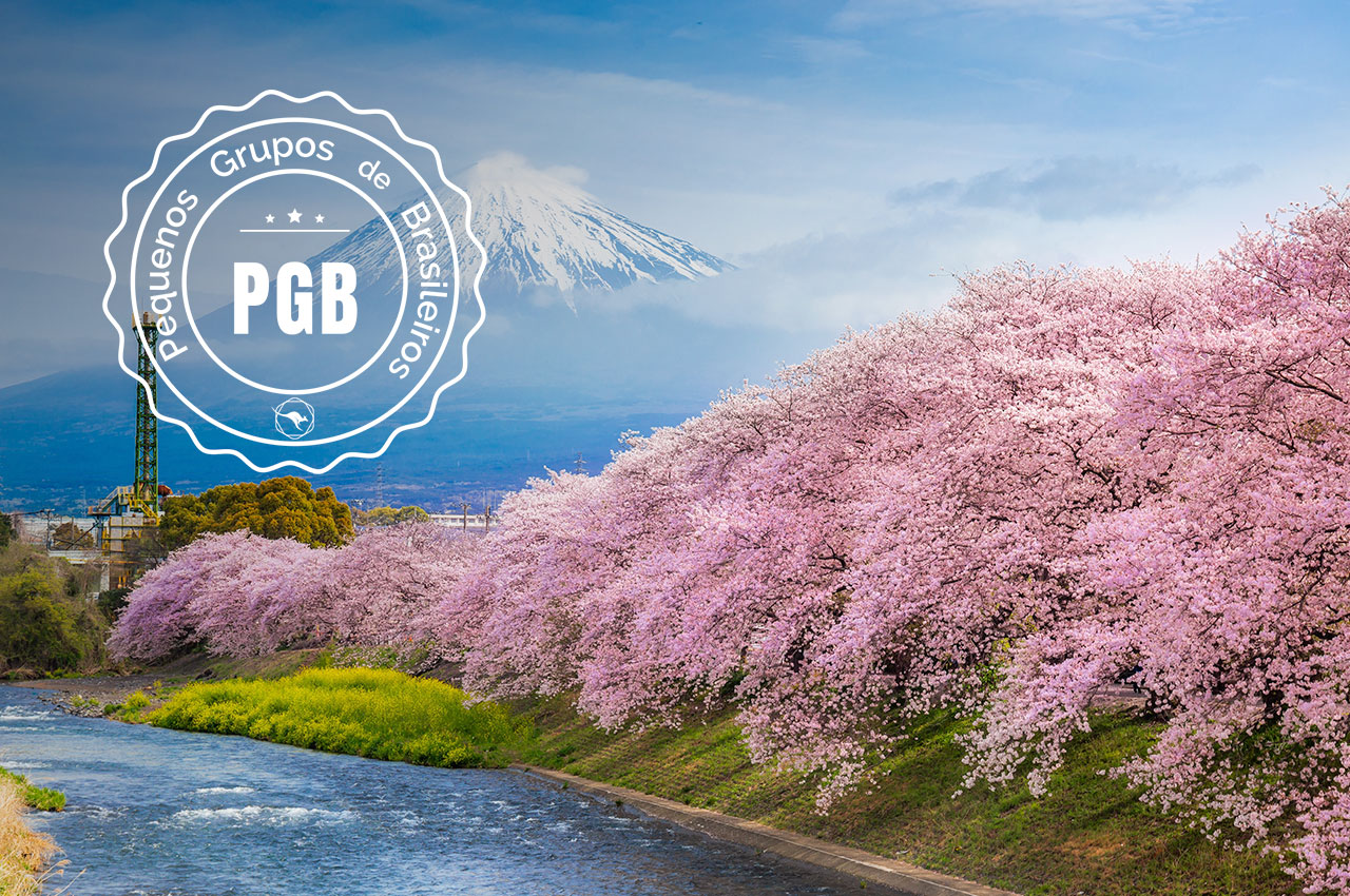 Japao cerejeira pgb