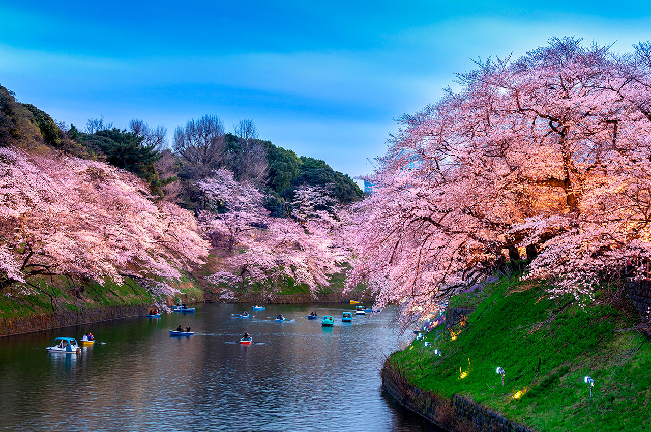 Japao tokyo cerejeiras parque chidorigafuchi