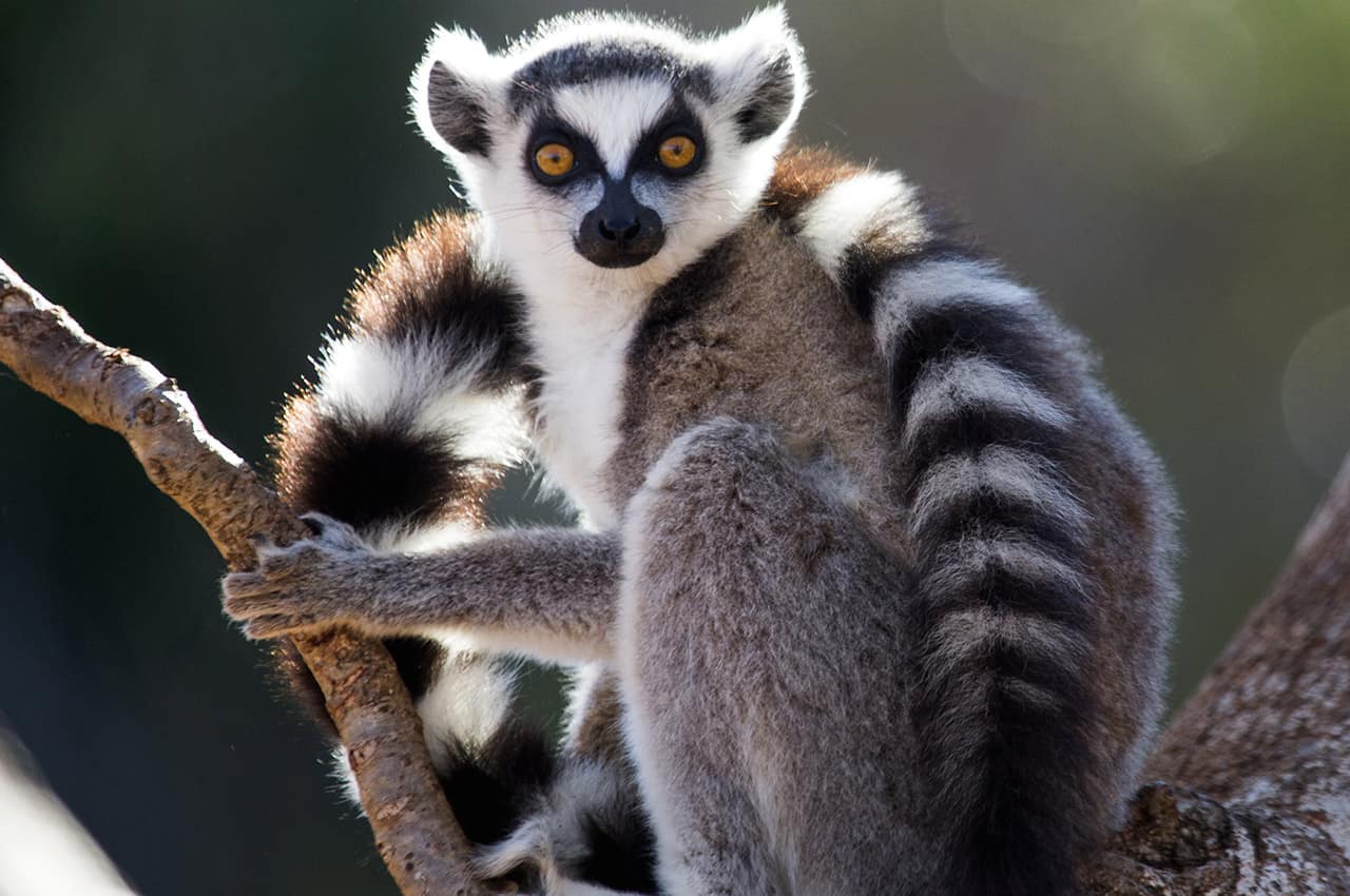 Lêmure - Vida selvagem em Madagascar