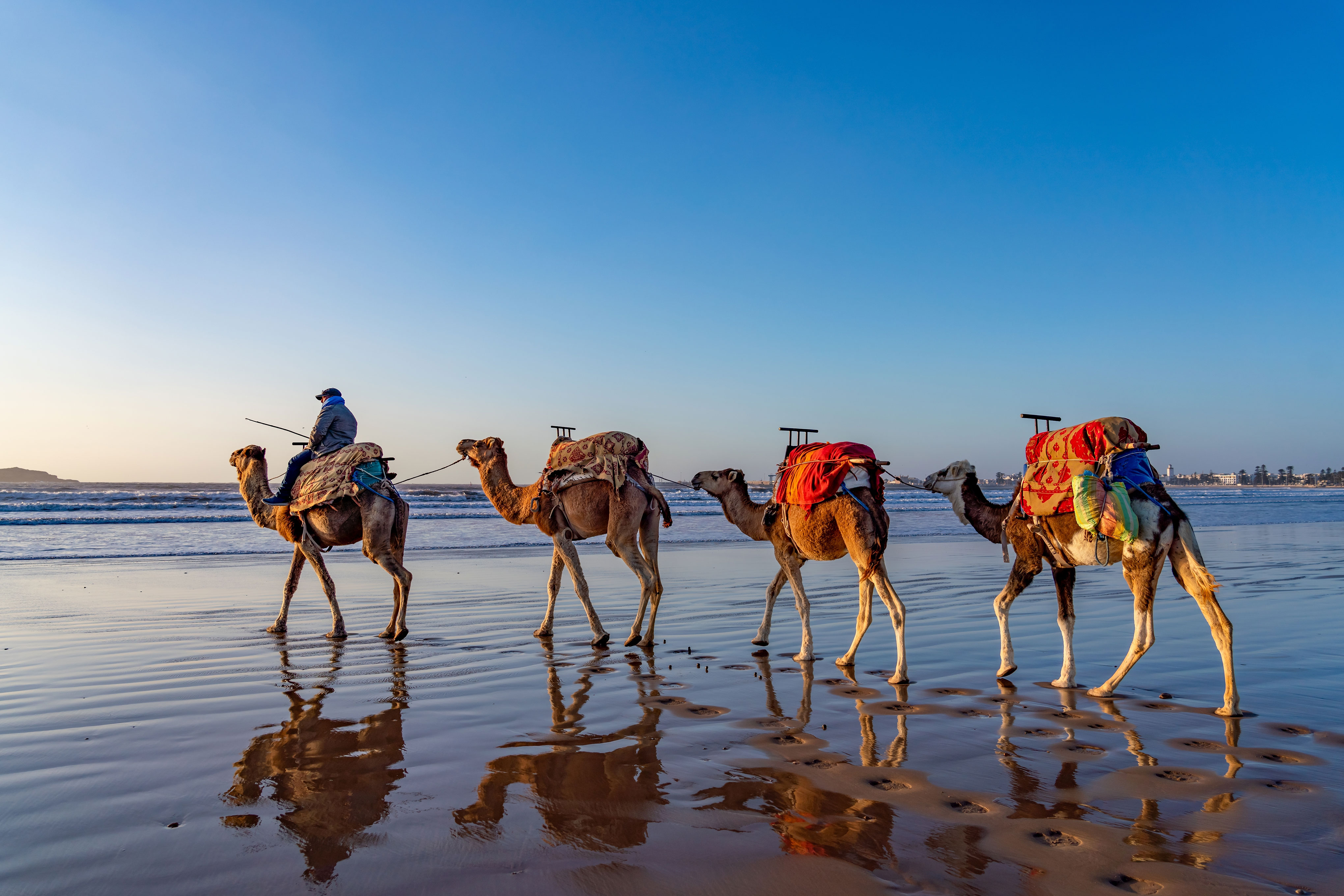 Cidade Essaouira, camelos