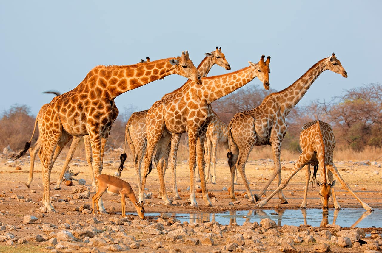 Etosha national park namibia safari d