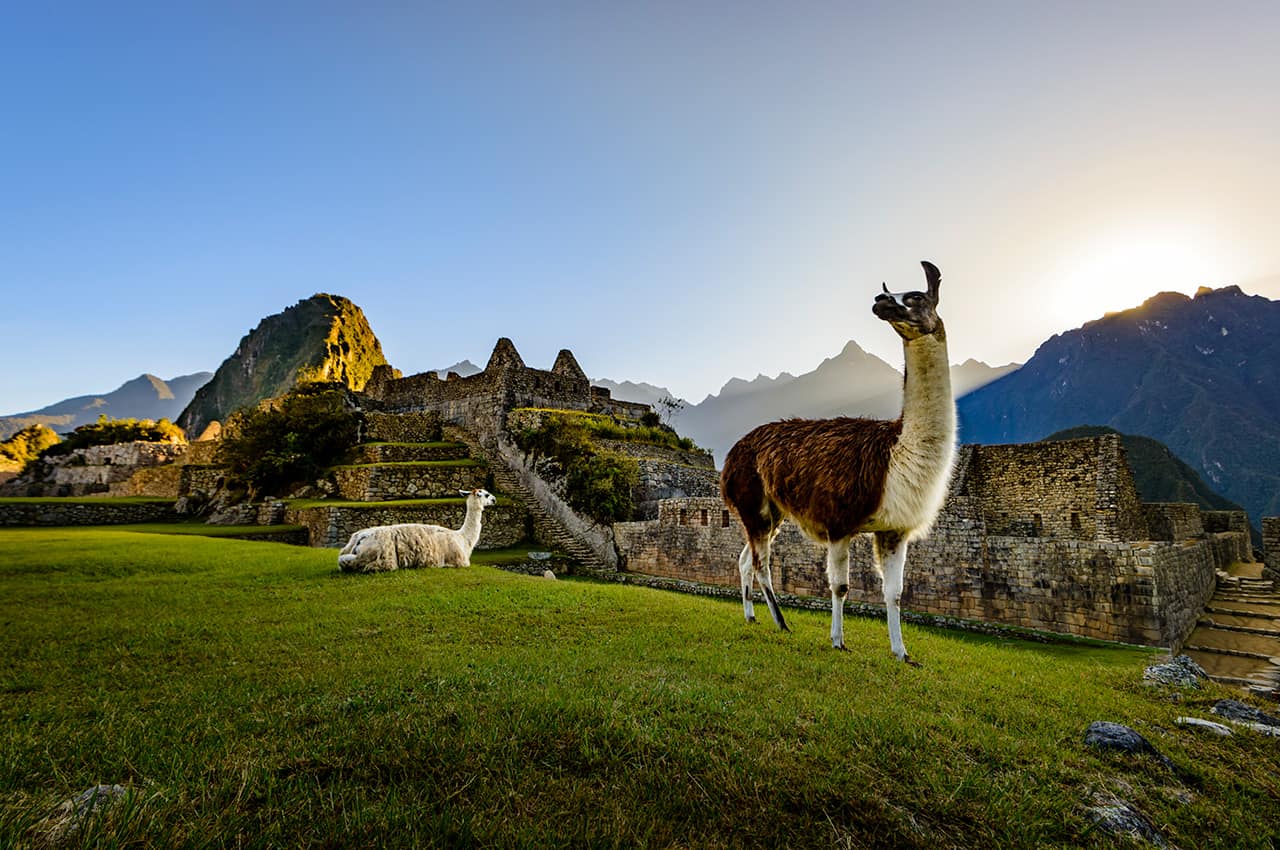 Lhamas em machu picchu