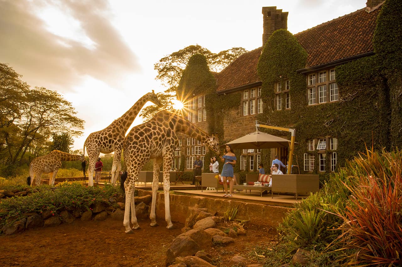 Quenia thesafaricollection giraffemanor girafa pordosol