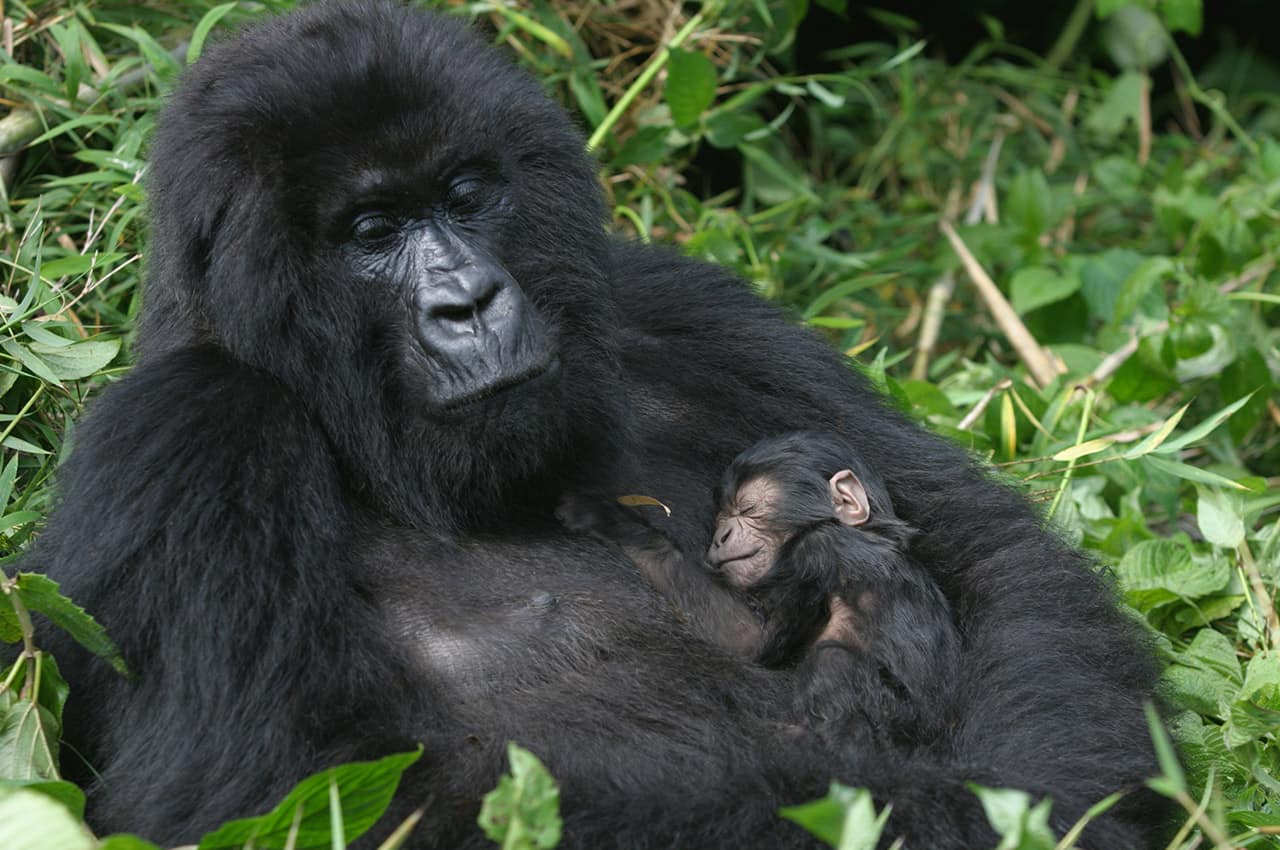 Ruanda gorila mae