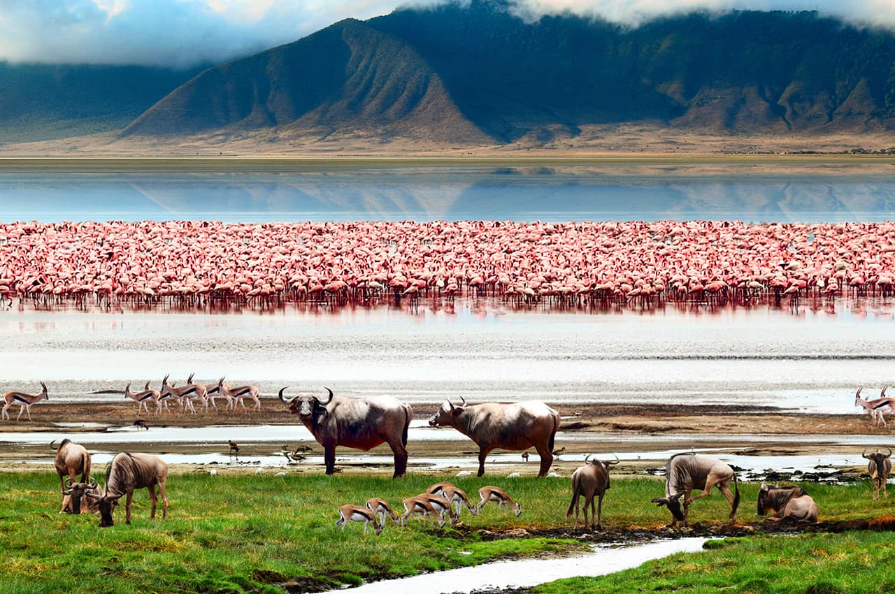 cratera de ngorongoro