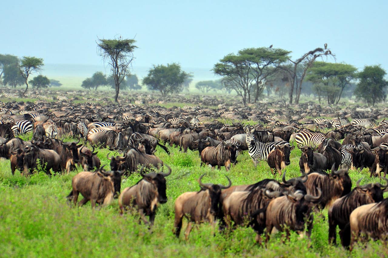Grande Migração, Parque Nacional Serengeti, Tanzânia