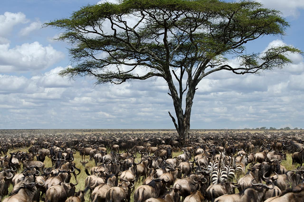 Manada de gnus