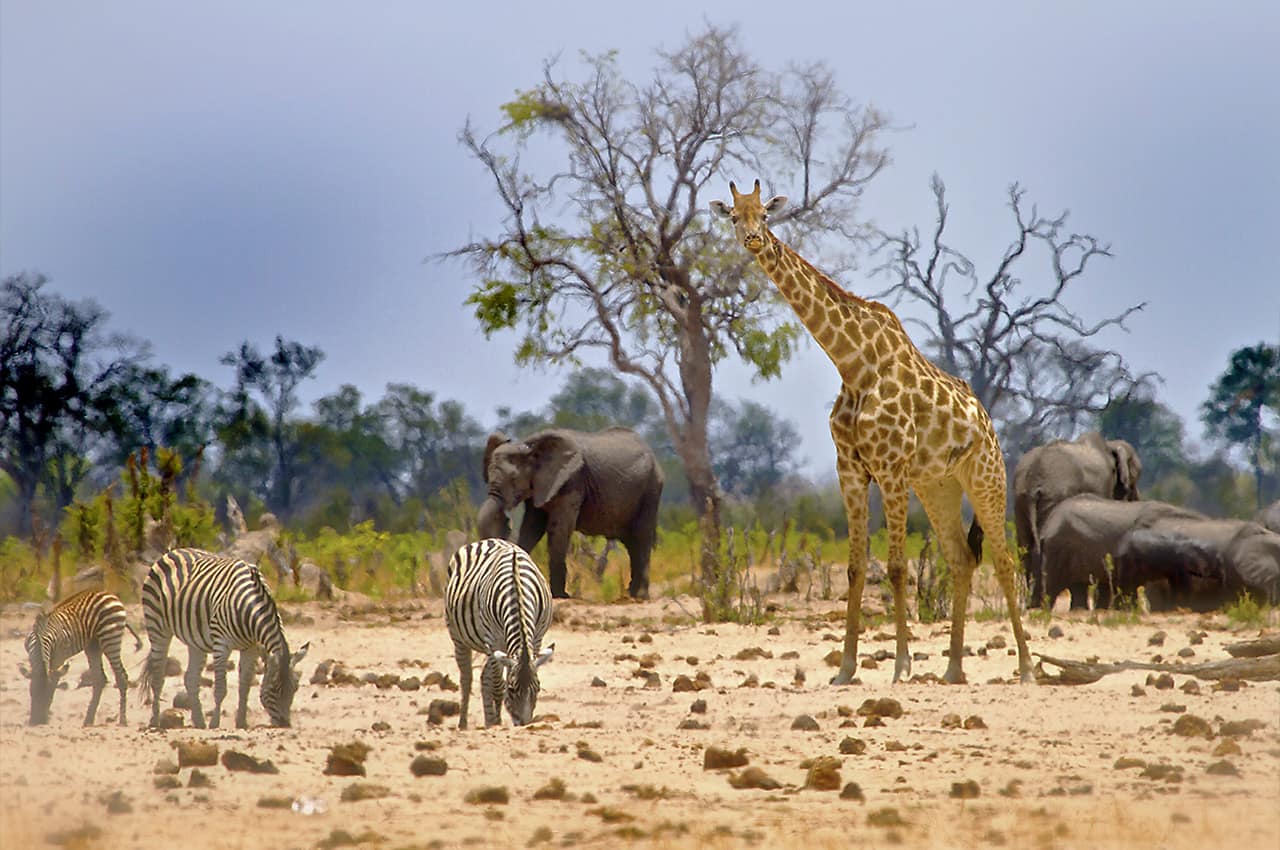 Zimbabue parque nacional hwange girafa
