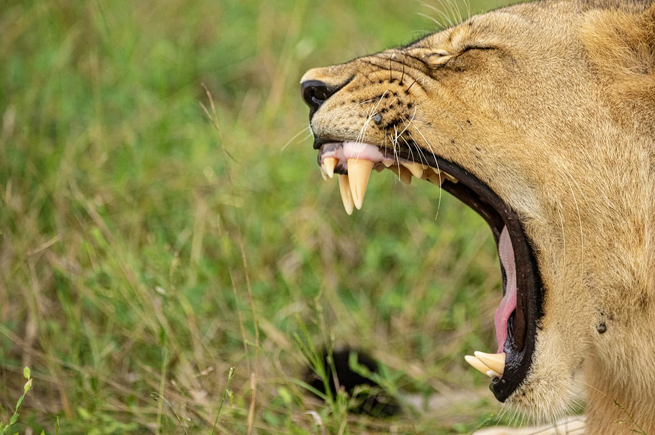 Zimbabue parque nacional mana pools leoa