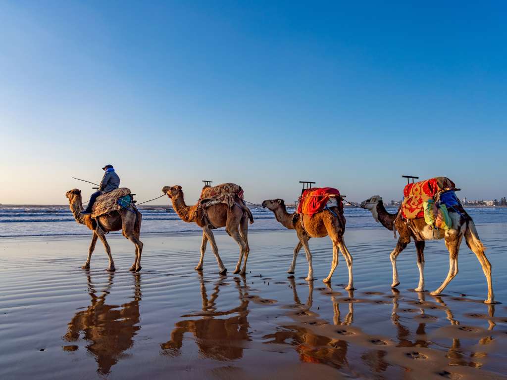 Cidade Essaouira, camelos