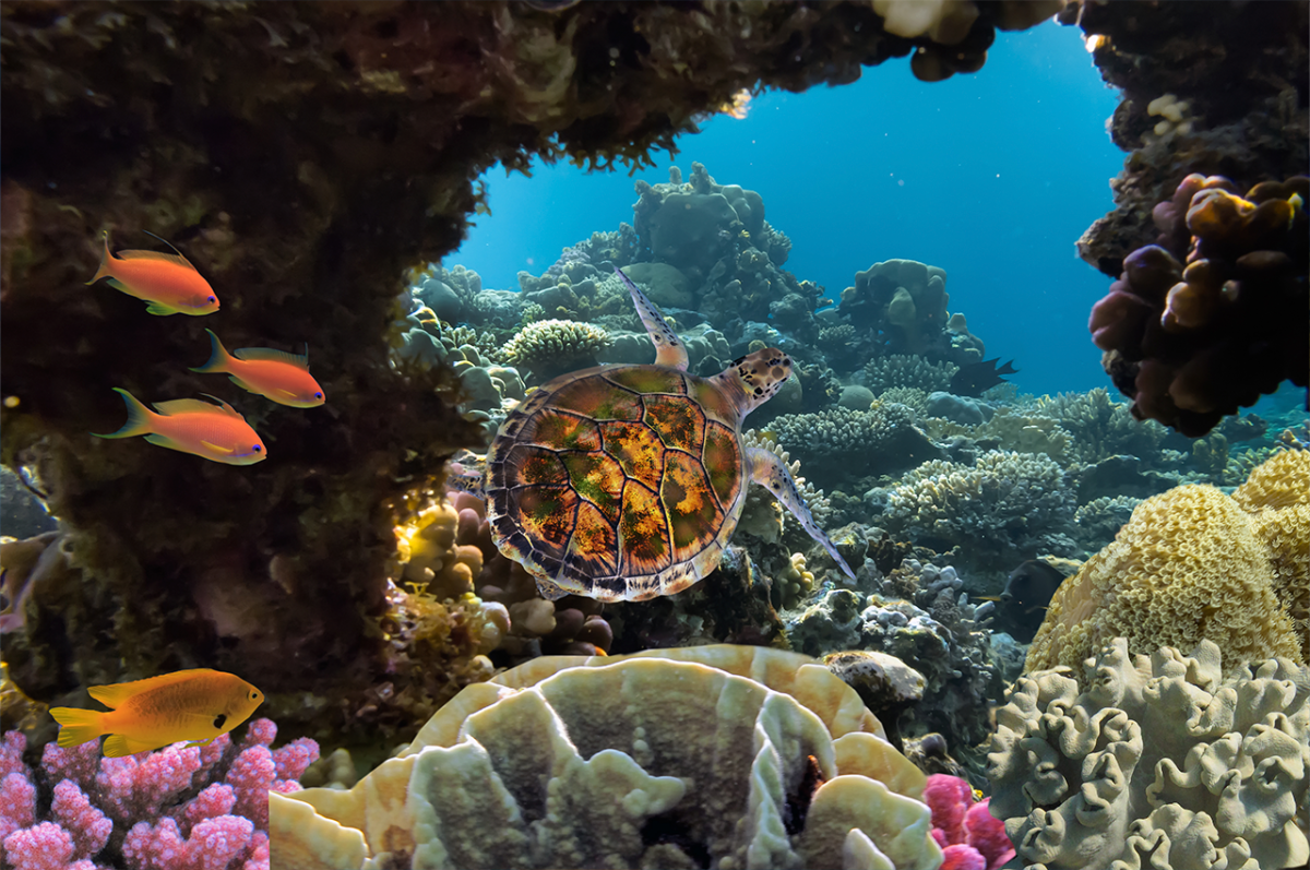 istock Sea turtle swimming over coral reef-585782688