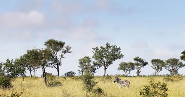 Londolozi-Vasty-05