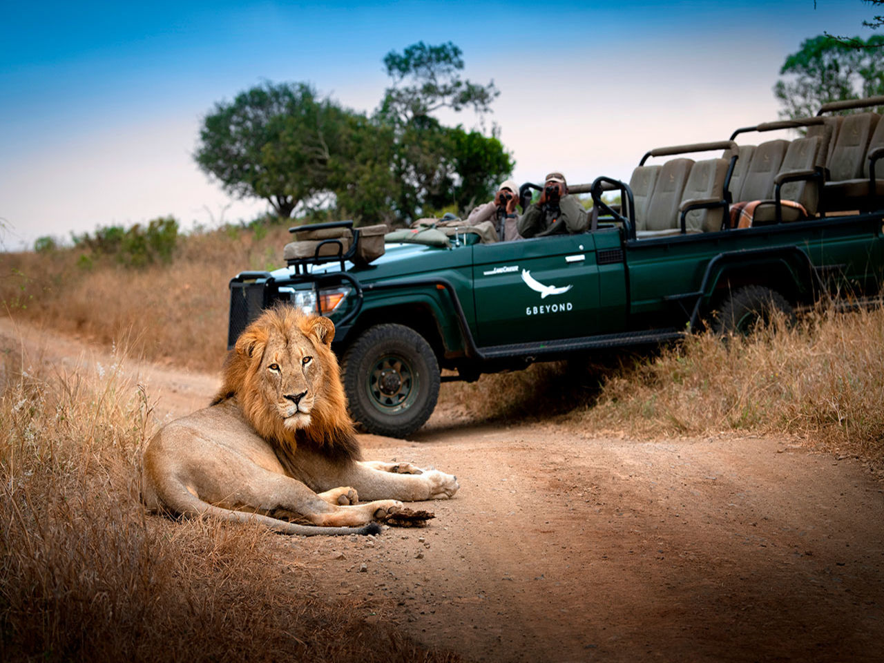 Andbeyond phinda zuka lodge game reserve lion