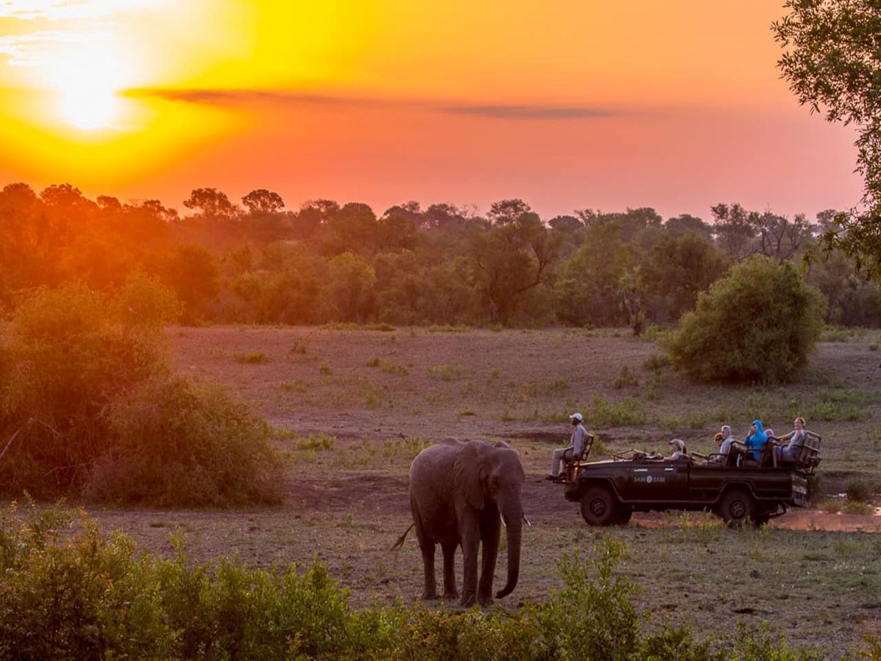 Sabi sabi lodges safari