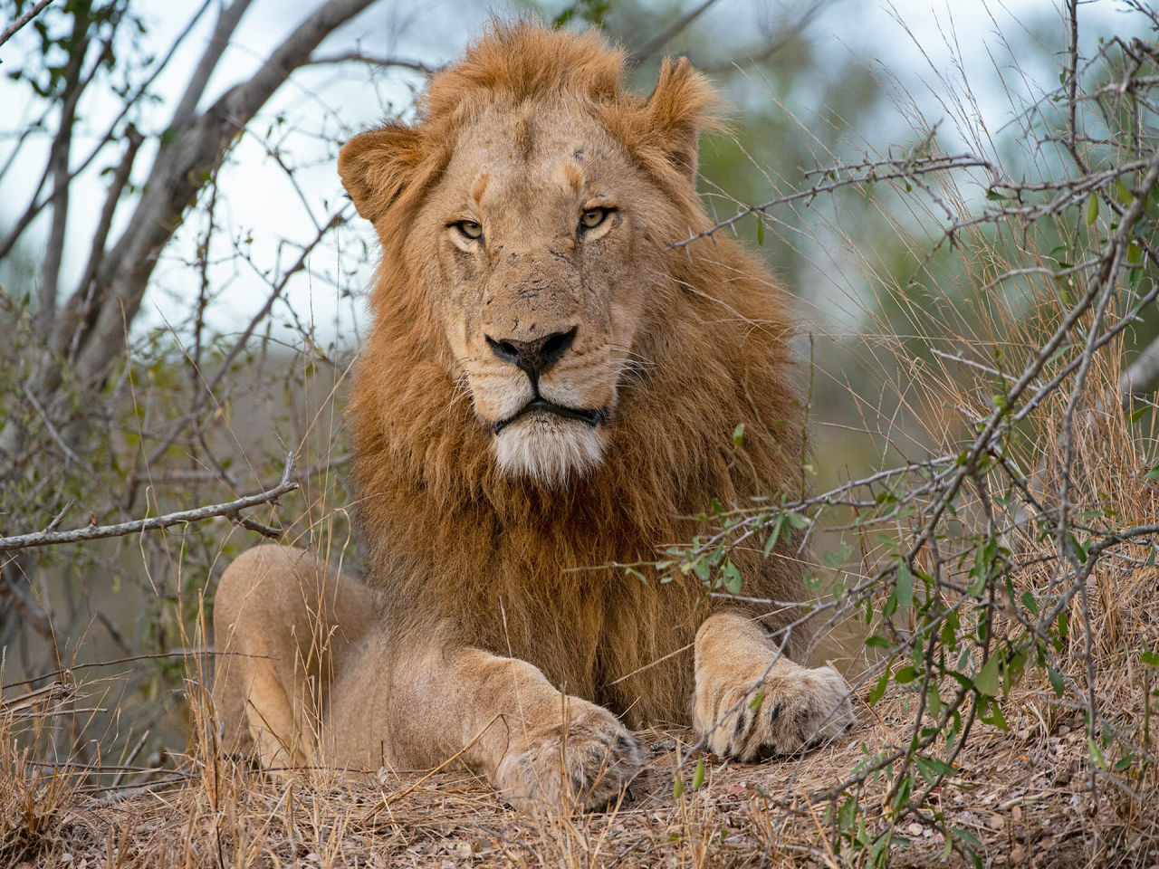 Thornybush july 2020 high res 23