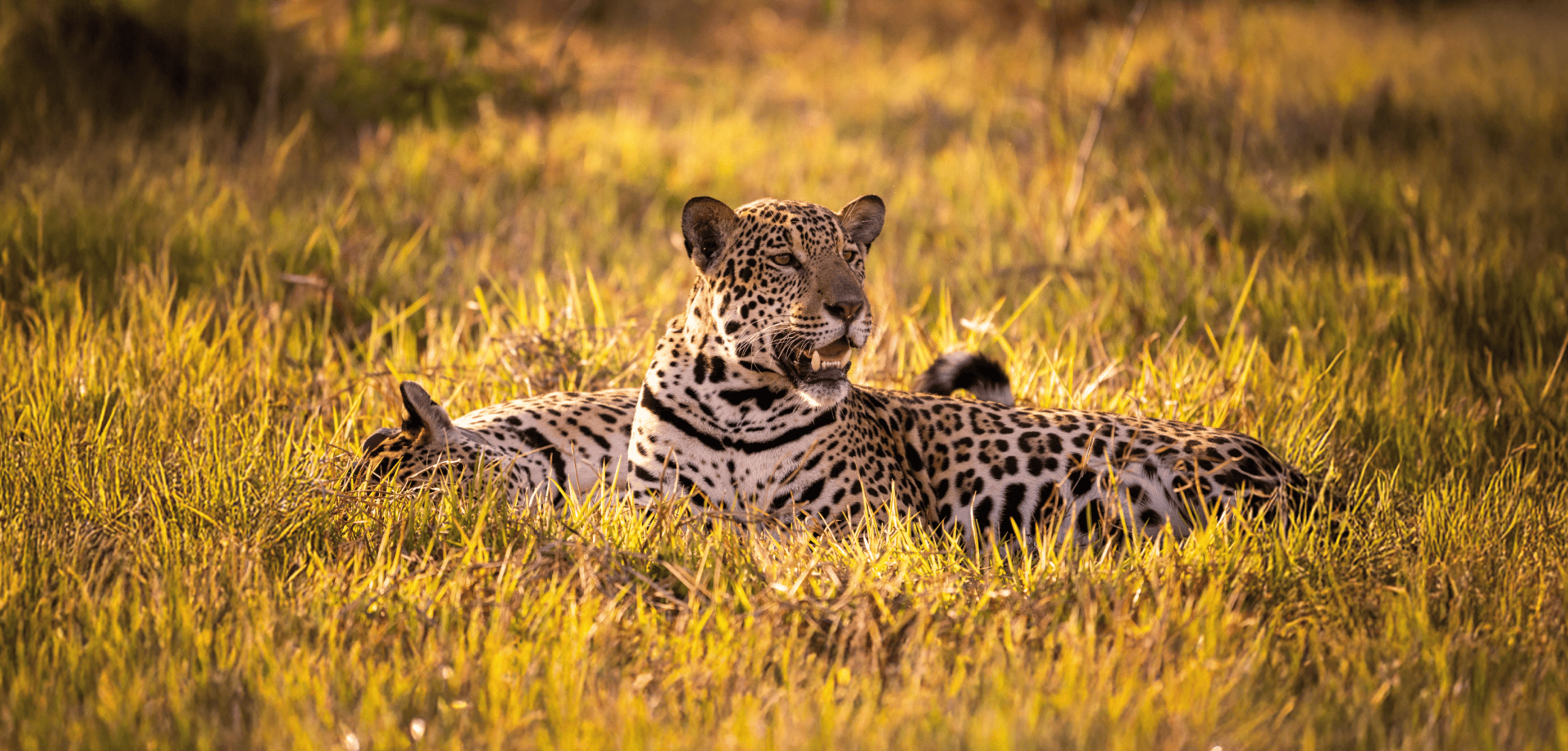 Pantanal