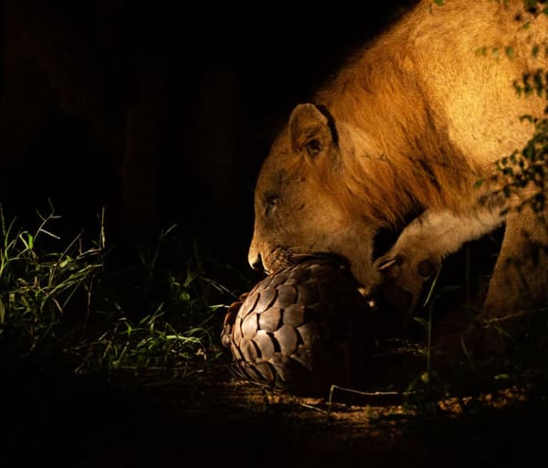 Africa do sul kapama river lodge leoa e tatu