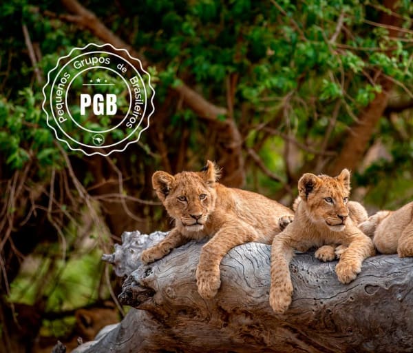 Africa do sul pgb kapama lodge filhotes leao