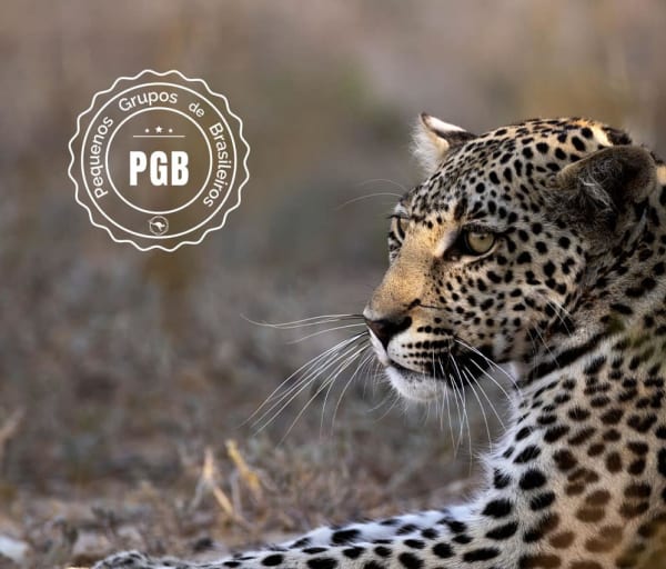 Africa do sul pgb kapama lodge leopardo