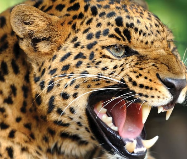 Cheetah na africa do sul