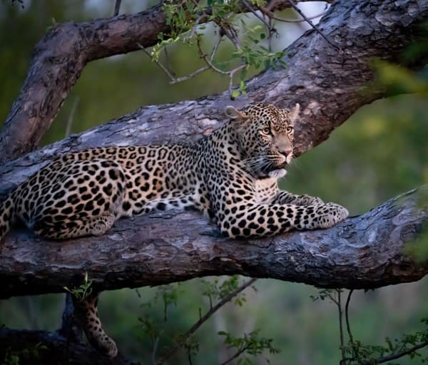 Cheetah plains leopardo jake johnstone