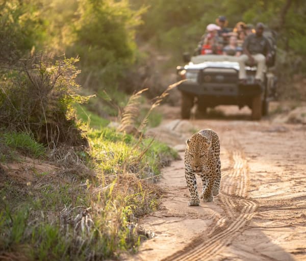 Kapama game reserve game drive experience
