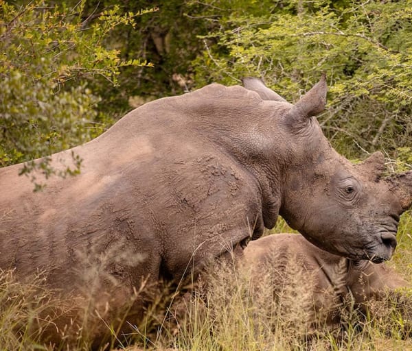 Kapama southern camp game drive rinoceronte