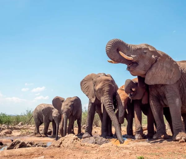 Madikwe safari rhulani b
