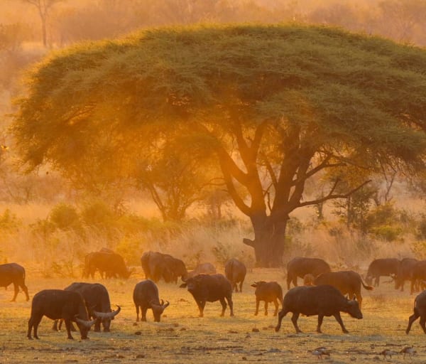 Nantwich zimbabue safari manada touro