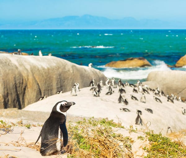 Pinguins cape town