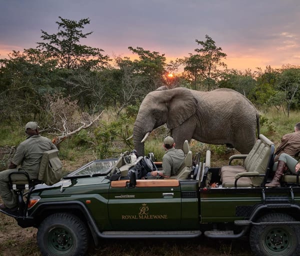 Royal malewane elefante
