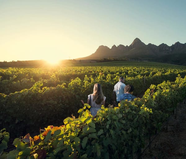 Vinícolas, África do Sul