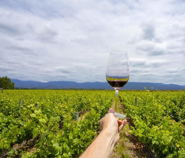 Argentina mendoza vinicola