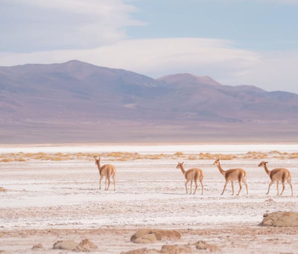 Argentina pristine camps salinas grandes fauna