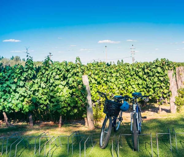 Bike tour at vineyards in the province of mendoza in argentina