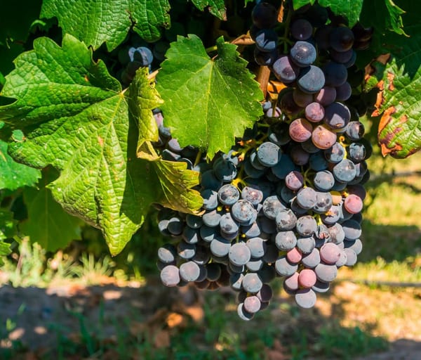 Cachos de uva em mendoza na argentina