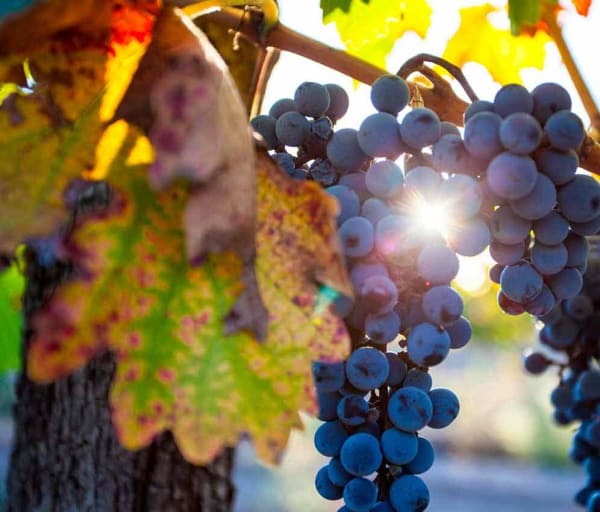 Grape plantation in the state of mendoza argentina