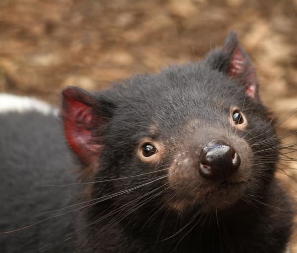 Australia tasmania animal