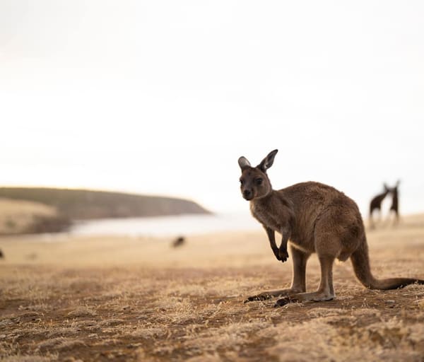 Tourism australia south australia kangaroo island haines