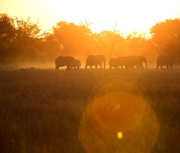 Botswana little machaba sunset