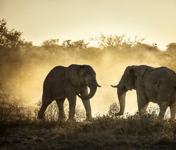 Elefantes africanos Botswana